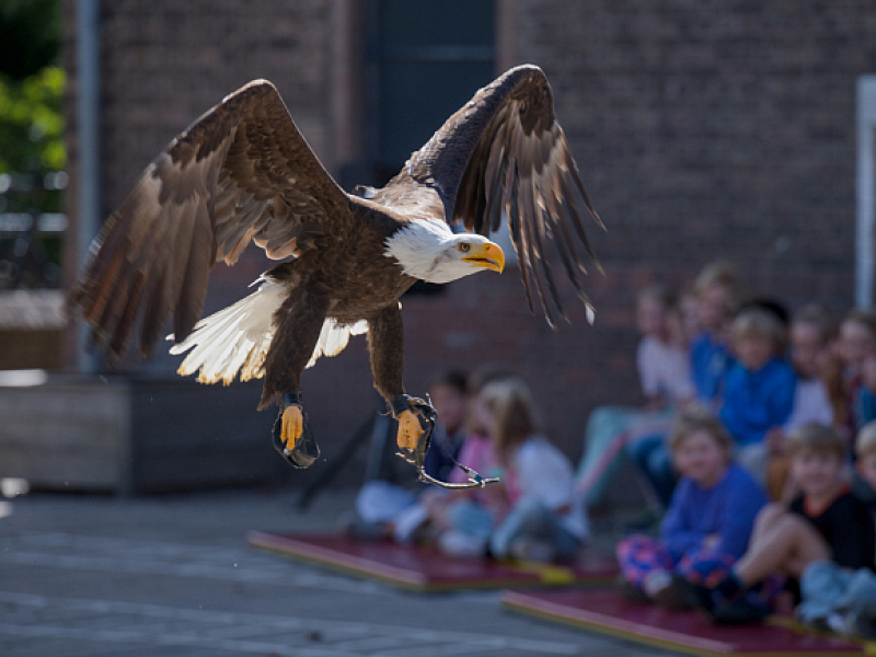 Lustrumweek - Vogelshow